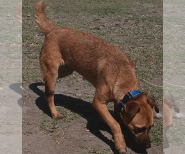 Medium Photo #15 Chihuahua-Unknown Mix Puppy For Sale in Minneapolis, MN, USA