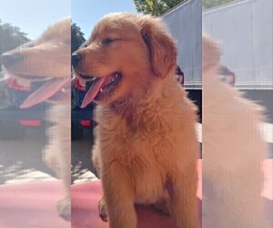 Golden Retriever Puppy for sale in SANTA ANA, CA, USA