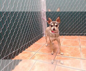Chihuahua Dogs for adoption in Downey, CA, USA