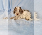 Puppy 1 Goldendoodle (Miniature)