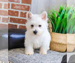 Small #5 West Highland White Terrier