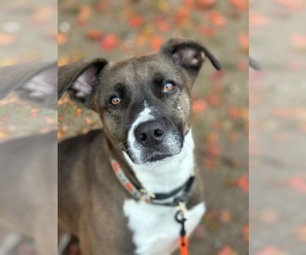 Medium Photo #9 Borador Puppy For Sale in Brewster, NY, USA