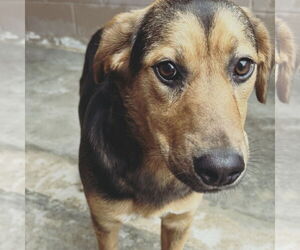 Mutt Dogs for adoption in Hilton Head, SC, USA