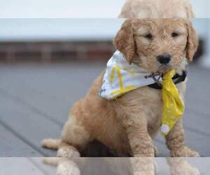 Goldendoodle Puppy for sale in NEW BERN, NC, USA