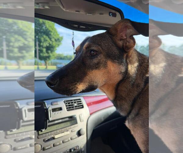Medium Photo #4 German Shepherd Dog-Unknown Mix Puppy For Sale in Rootstown, OH, USA