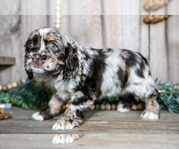 Medium Photo #1 Cocker Spaniel Puppy For Sale in BALTIC, OH, USA