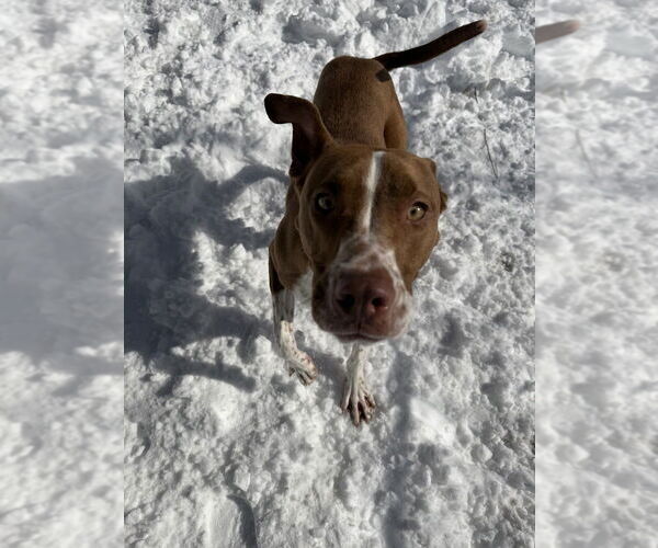 Medium Photo #8 Mutt Puppy For Sale in Elmsford, NY, USA