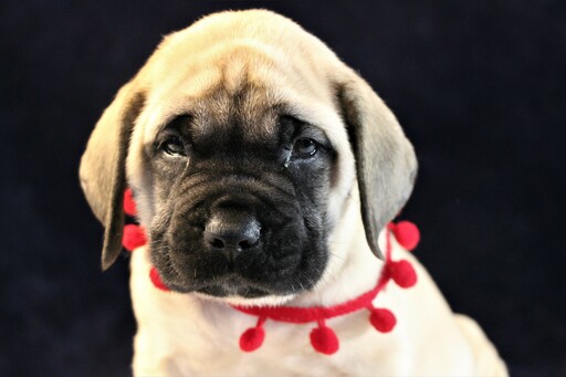 Medium Photo #5 Mastiff Puppy For Sale in SUGARCREEK, OH, USA