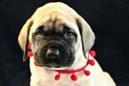 Small #4 Mastiff