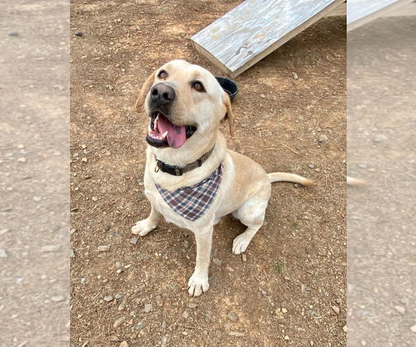 Medium Photo #1 Mutt Puppy For Sale in Bryant, AR, USA