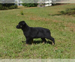German Shepherd Dog Puppy for sale in POWDER SPRINGS, GA, USA
