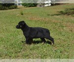 Image preview for Ad Listing. Nickname: Tilly