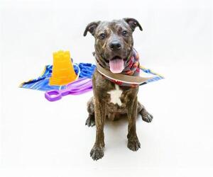 Mutt Dogs for adoption in Sanford, FL, USA