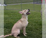 Small #5 Labrador Retriever Mix