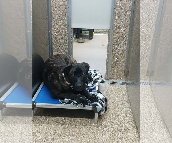 Medium Photo #2 Mutt Puppy For Sale in Martinsburg, WV, USA