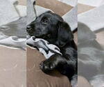 Small #5 Labrador Retriever Mix