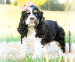Small #5 Cocker Spaniel