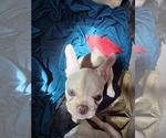 Puppy Porker French Bulldog