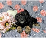 Small Photo #5 Aussiedoodle Puppy For Sale in OXFORD, PA, USA