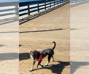 Poodle (Miniature)-Unknown Mix Dogs for adoption in San Diego, CA, USA