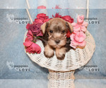 Small Photo #11 Schnauzer (Miniature) Puppy For Sale in SANGER, TX, USA