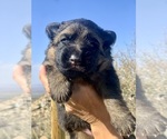 Puppy Blue Collar German Shepherd Dog