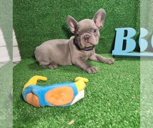 French Bulldog Puppy for Sale in MIRA LOMA, California USA