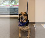 Small #5 Beagle-Bluetick Coonhound Mix