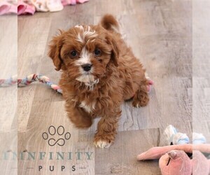 Cavapoo (Miniature) Puppy for sale in NARVON, PA, USA