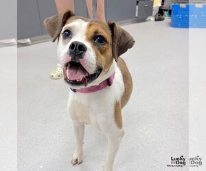 Beabull Dogs for adoption in Washington, DC, USA