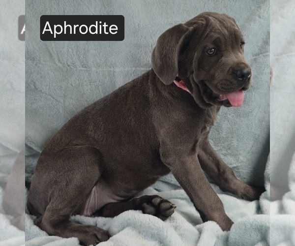 Medium Photo #4 Cane Corso Puppy For Sale in MINERAL WELLS, WV, USA