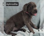 Small #3 Cane Corso