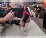 Small #5 American Staffordshire Terrier Mix