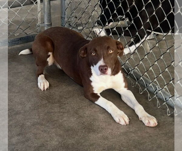 Medium Photo #1 Mutt Puppy For Sale in Pryor, OK, USA
