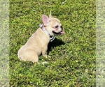 Small #3 French Bulldog