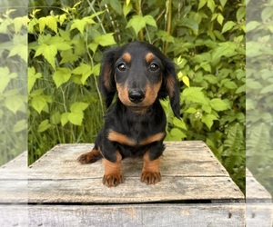 Dachshund Puppy for sale in MIDDLEBURY, IN, USA