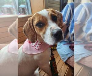 Mutt Dogs for adoption in Greenville, SC, USA