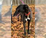 Small #2 Greyhound