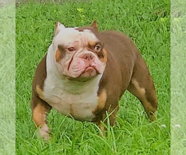 Medium Photo #1 American Bully Puppy For Sale in SPANISH LAKE, MO, USA