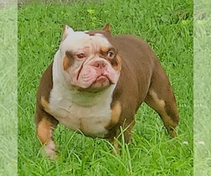 Father of the American Bully puppies born on 01/04/2025