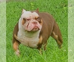 Small Photo #1 American Bully Puppy For Sale in SPANISH LAKE, MO, USA