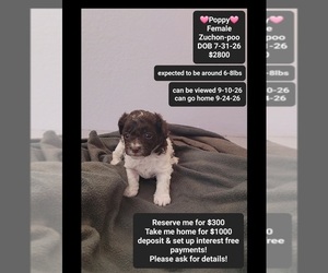 Poodle (Toy)-Zuchon Mix Puppy for sale in TUCSON, AZ, USA