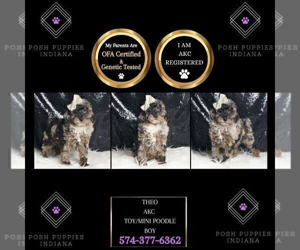Medium Photo #20 Poodle (Toy) Puppy For Sale in WARSAW, IN, USA