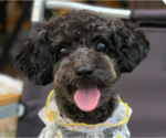 Small Poodle (Miniature)
