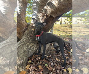 Remy - Female Mutt Dog for Adoption - Photo #4