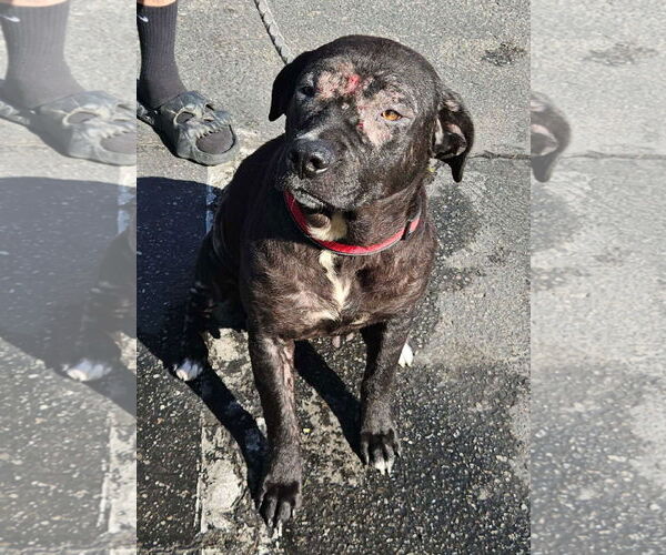 Medium Photo #2 Labrador Retriever-Unknown Mix Puppy For Sale in San Diego, CA, USA