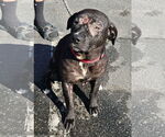 Small #1 Labrador Retriever Mix