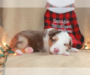 Miniature American Shepherd Puppy for sale in ANGOLA, IN, USA