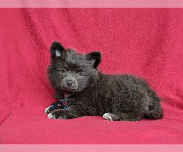 Medium Photo #4 Chiranian Puppy For Sale in NEW FREEDOM, PA, USA