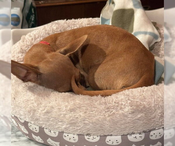 Medium Photo #5 Chihuahua Puppy For Sale in San Diego, CA, USA